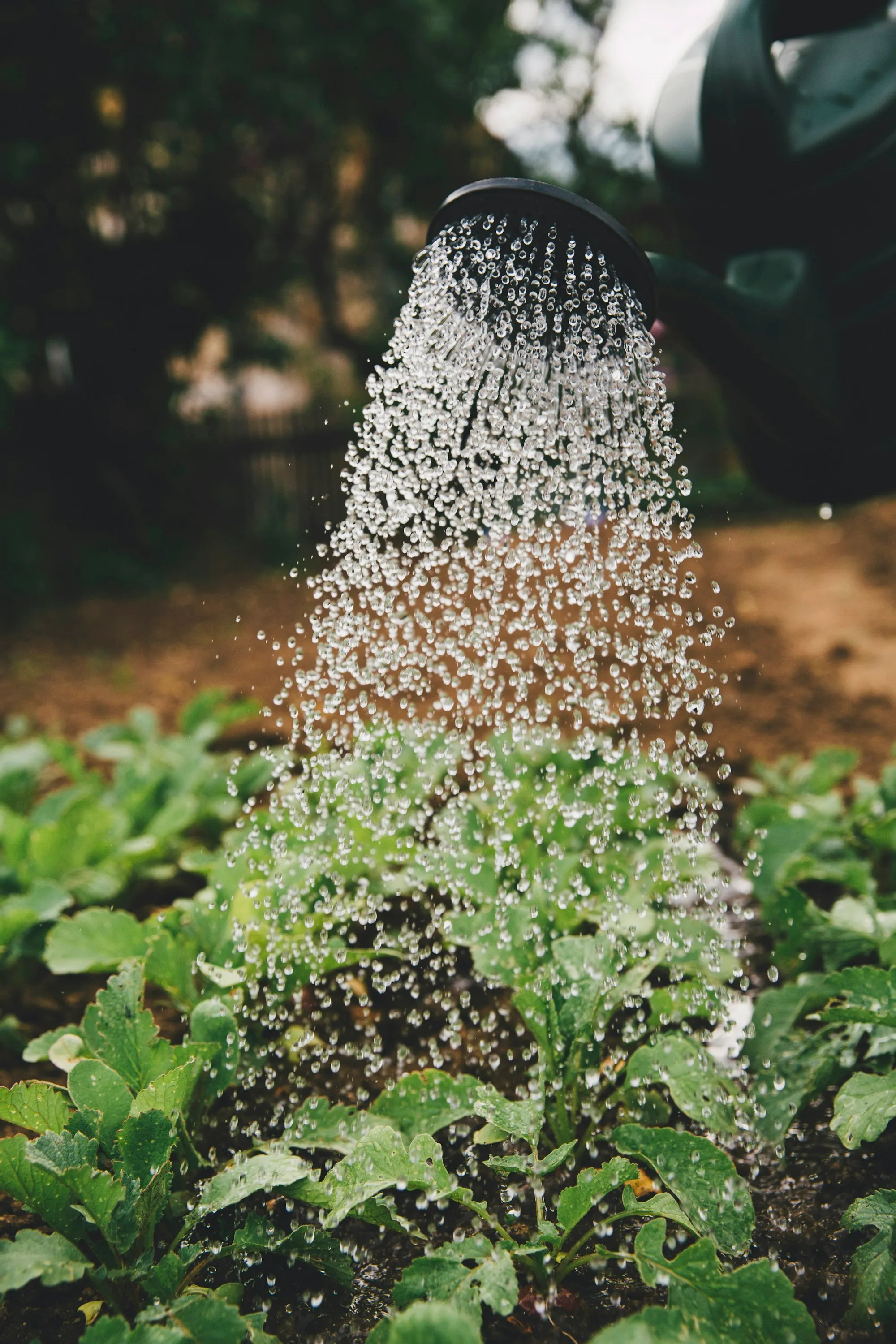 Hands-on volunteer work watering a vegetable garden